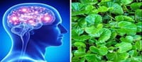 5 Herbs to improve Concentration and Memory!!!